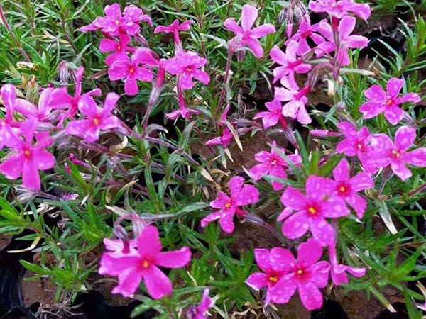 宿根花卉及地被的養(yǎng)護技術